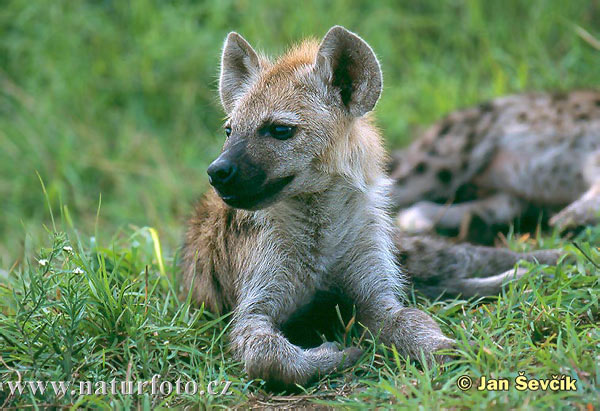 hyena-skvrnita-mlade--crocuta-crocuta