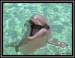 Dolphin_by_razzmar3
