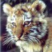 Indianapolis-Zoo-Tiger-Cub