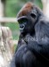 istockphoto_2583458_western_lowland_gorilla