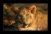 Lion_Cub_III_by_jay_peg
