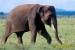 nahled-slon-indicky--elephas-maximus-1